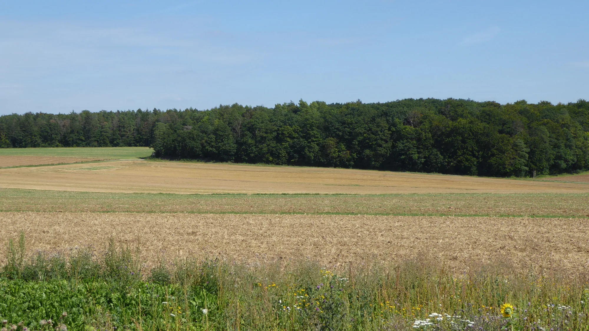 Waldrand des Gramschatzer Waldes über einem abgeernteten Feld