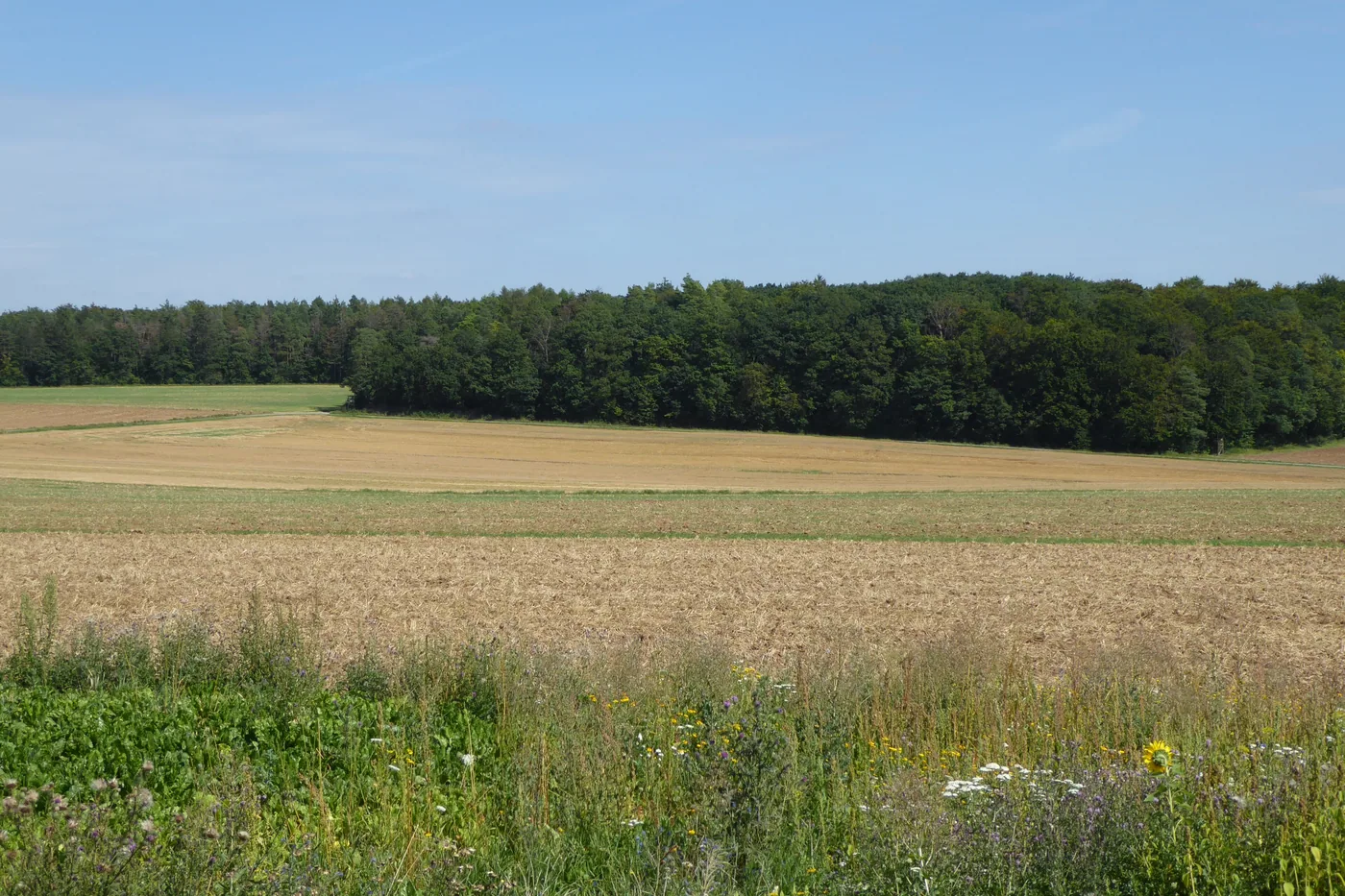 Waldrand des Gramschatzer Waldes über einem abgeernteten Feld