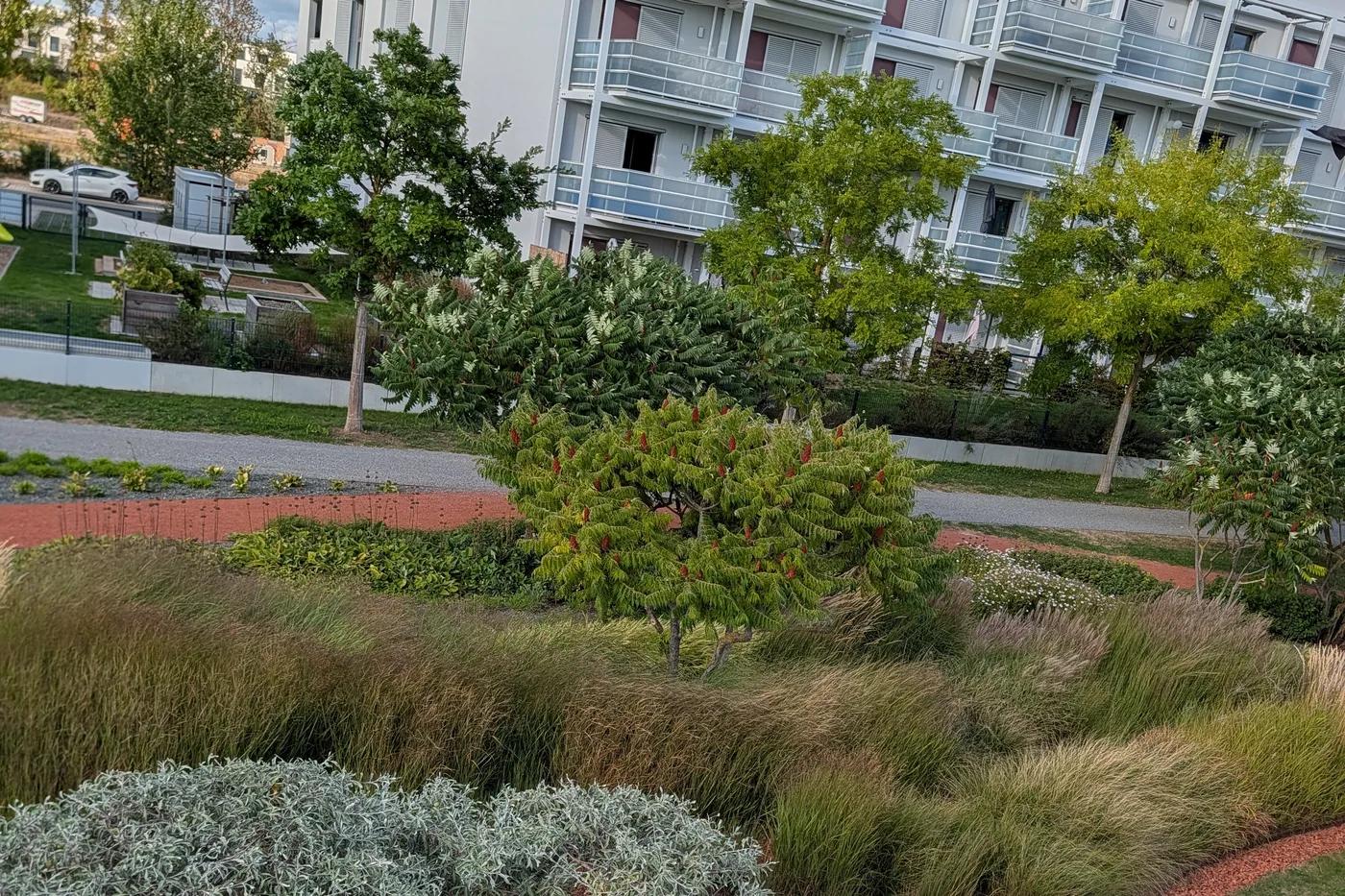 Eine Pflanzung aus Gräsern, Essigbaum und silbrigen Sträuchern am Hubland, durchzogen von rotem Wegebelag, dahinter ein Wohnhaus