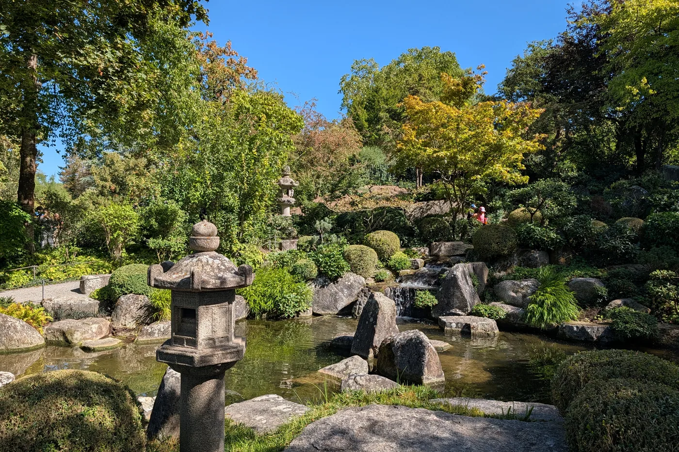 Ein roter Fächerahorn über dem Teich, rechts der geschwungene Kiesweg