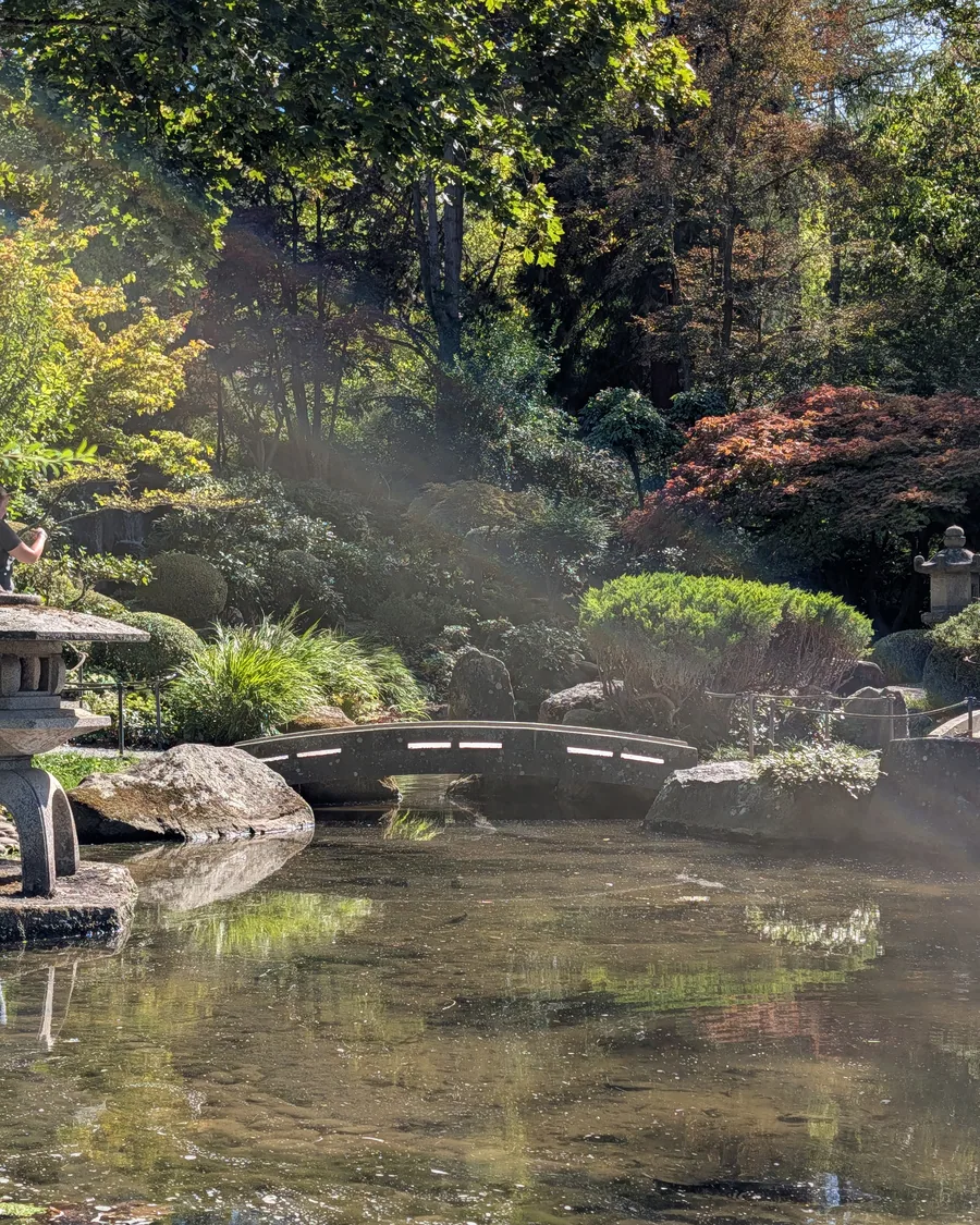 Der Teich im Japanischen Garten mit einer flachen Steinbrücke, links eine Steinlaterne, im Gegenlicht