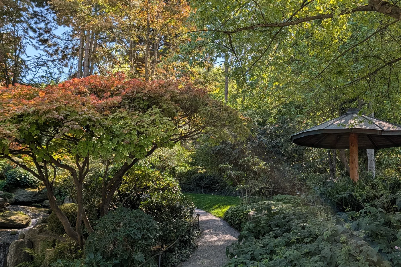 Der Kiesweg unter einem roten Ahorn, rechts der hölzerne Pavillon