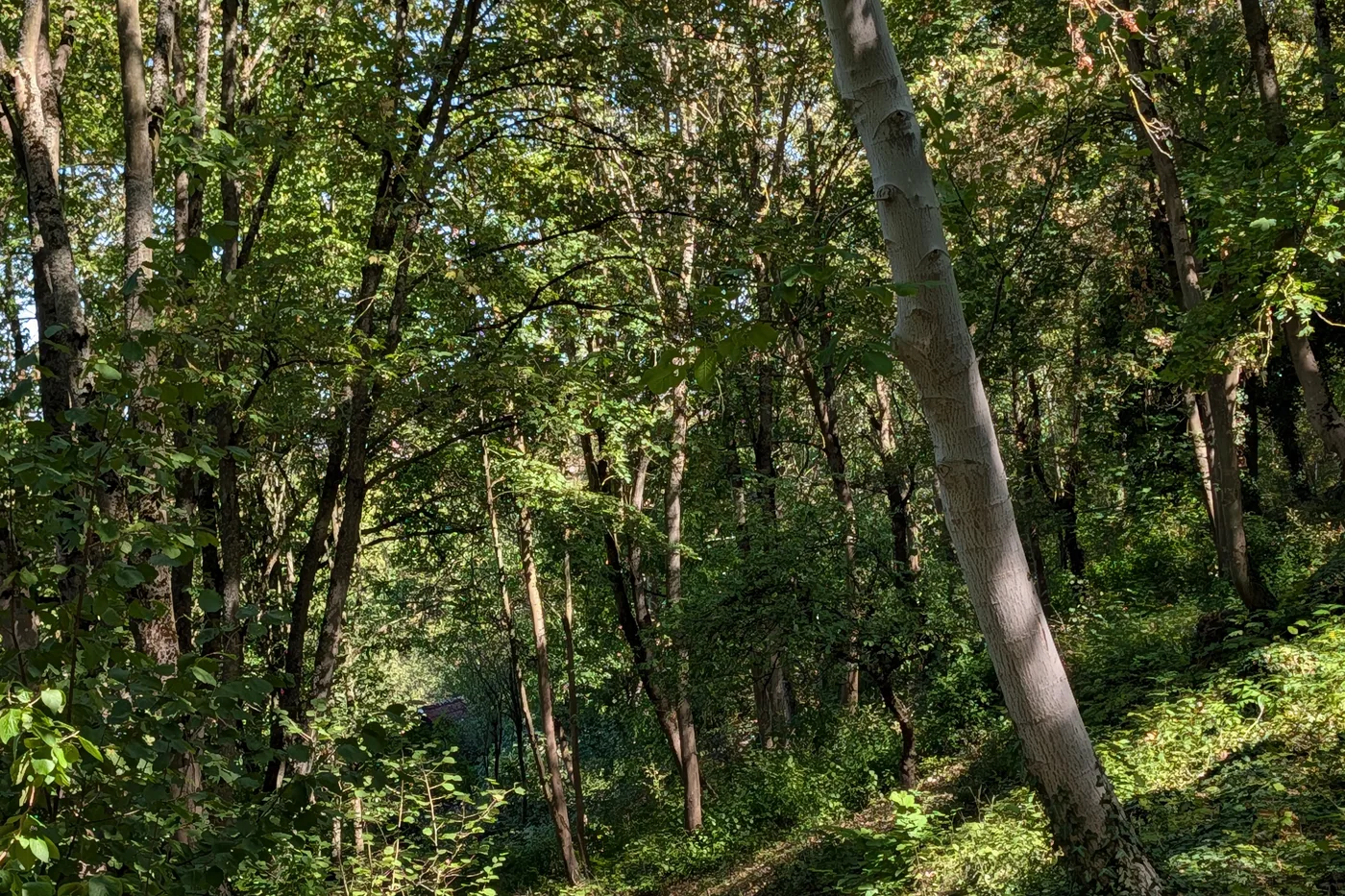 Der geteerte Weg durch den Wald zwischen Efeuhängen