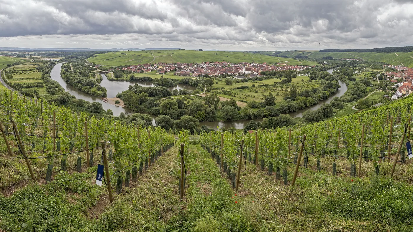 Panorama der Volkacher Mainschleife von den Weinbergen aus