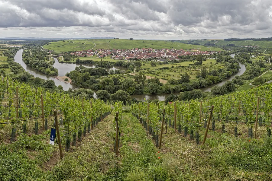 Panorama der Volkacher Mainschleife von den Weinbergen aus