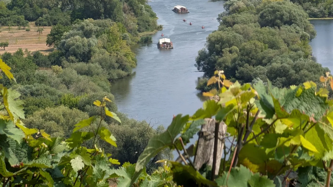 Blick von den Weinbergen auf den Altmain: zwei gedeckte Flöße und mehrere Kanus treiben flussabwärts, rechts das Dorf Nordheim am Main mit seiner Kirche