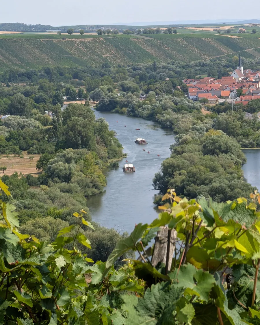 Blick von den Weinbergen auf den Altmain: zwei gedeckte Flöße und mehrere Kanus treiben flussabwärts, rechts das Dorf Nordheim am Main mit seiner Kirche