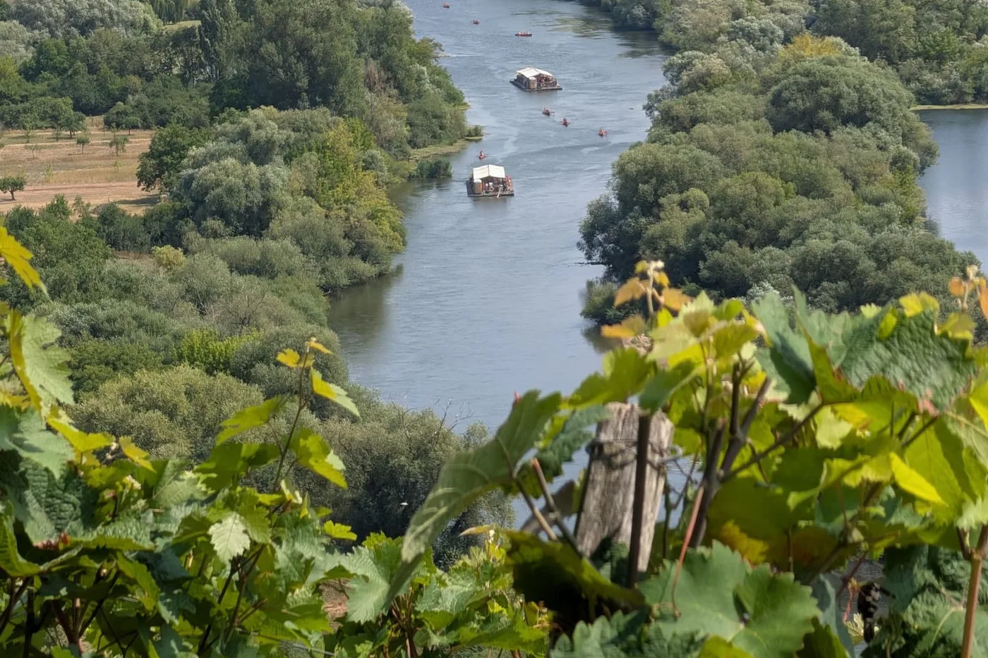 Blick von den Weinbergen auf den Altmain: zwei gedeckte Flöße und mehrere Kanus treiben flussabwärts, rechts das Dorf Nordheim am Main mit seiner Kirche