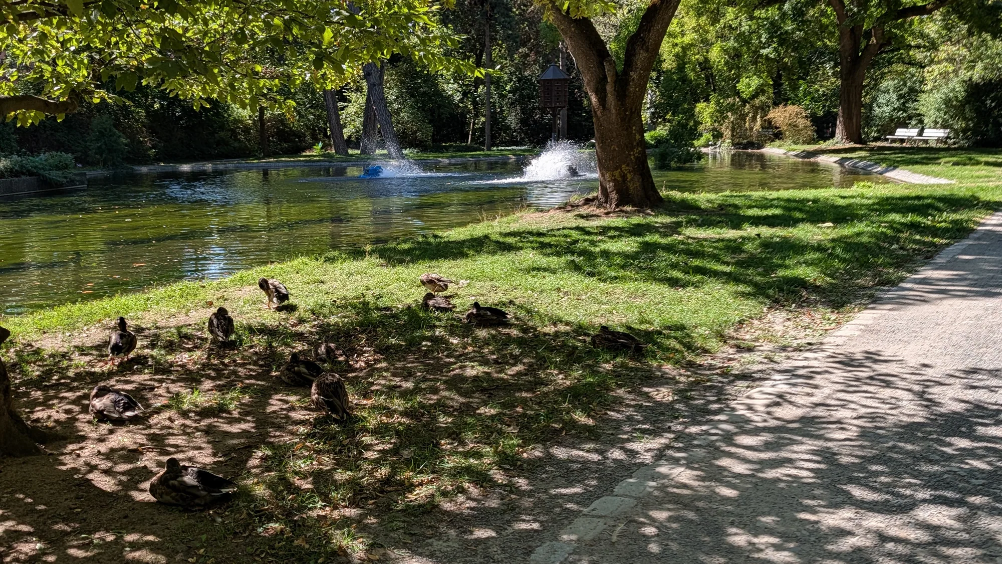 Der Teich im Ringpark mit zwei Springbrunnen, am Ufer ruht eine Gruppe Enten im Schatten