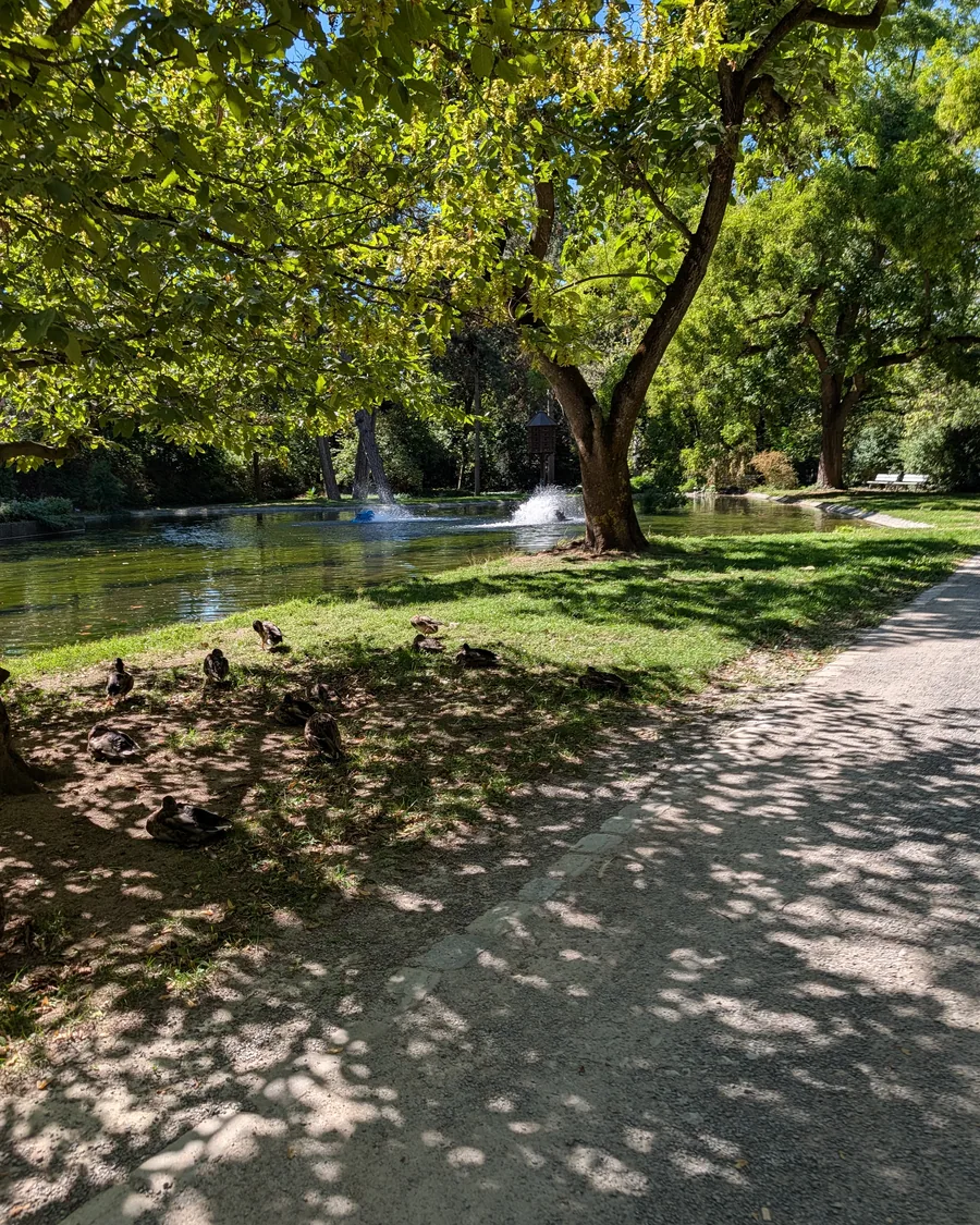 Der Teich im Ringpark mit zwei Springbrunnen, am Ufer ruht eine Gruppe Enten im Schatten