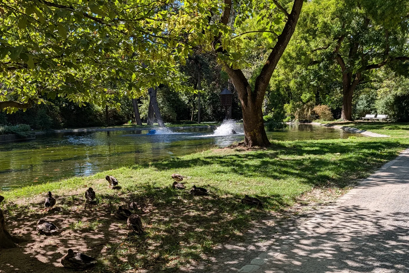 Der Teich im Ringpark mit zwei Springbrunnen, am Ufer ruht eine Gruppe Enten im Schatten