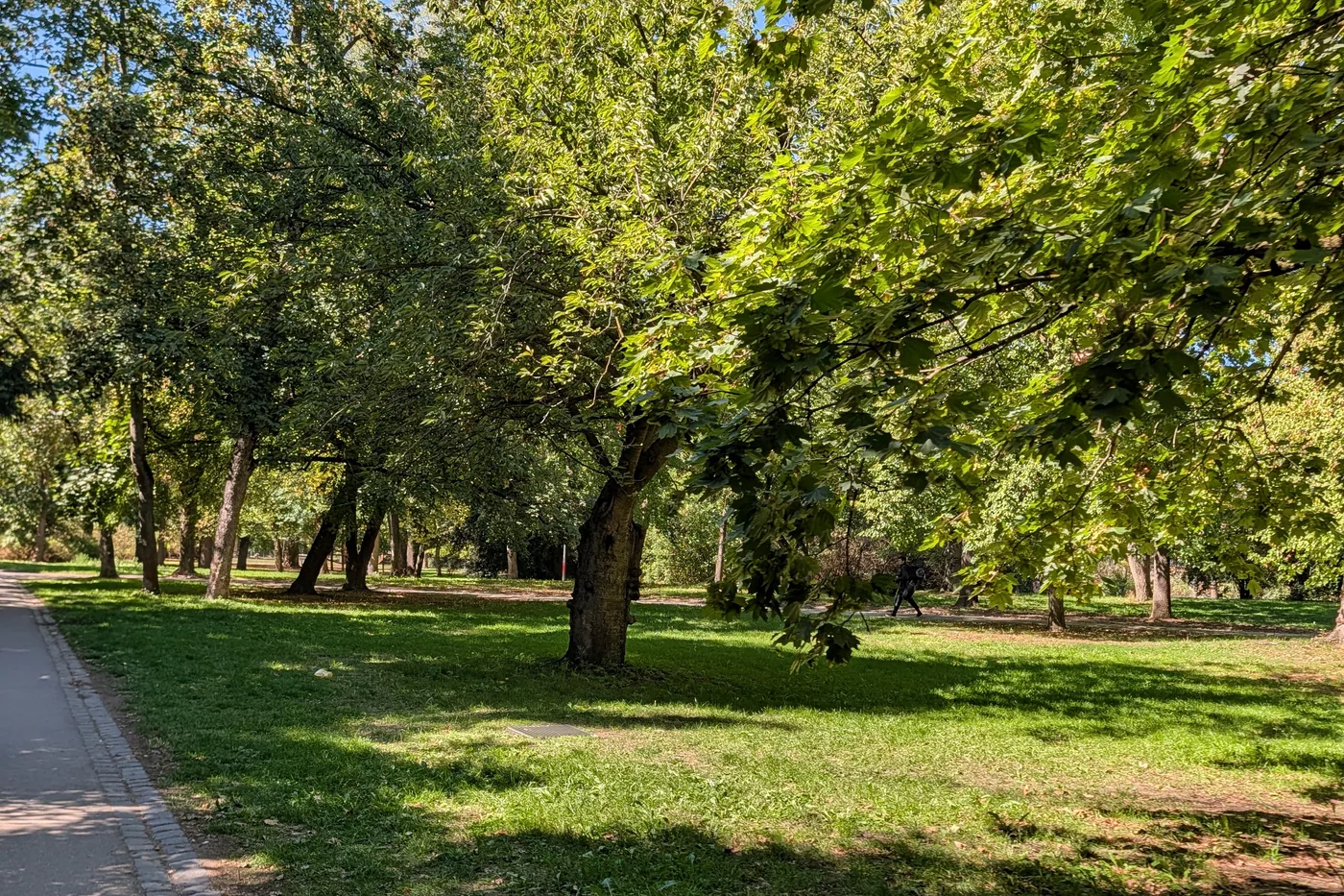 Die Wiese im Ringpark mit einzeln stehenden Ahornen und dem Weg am Rand
