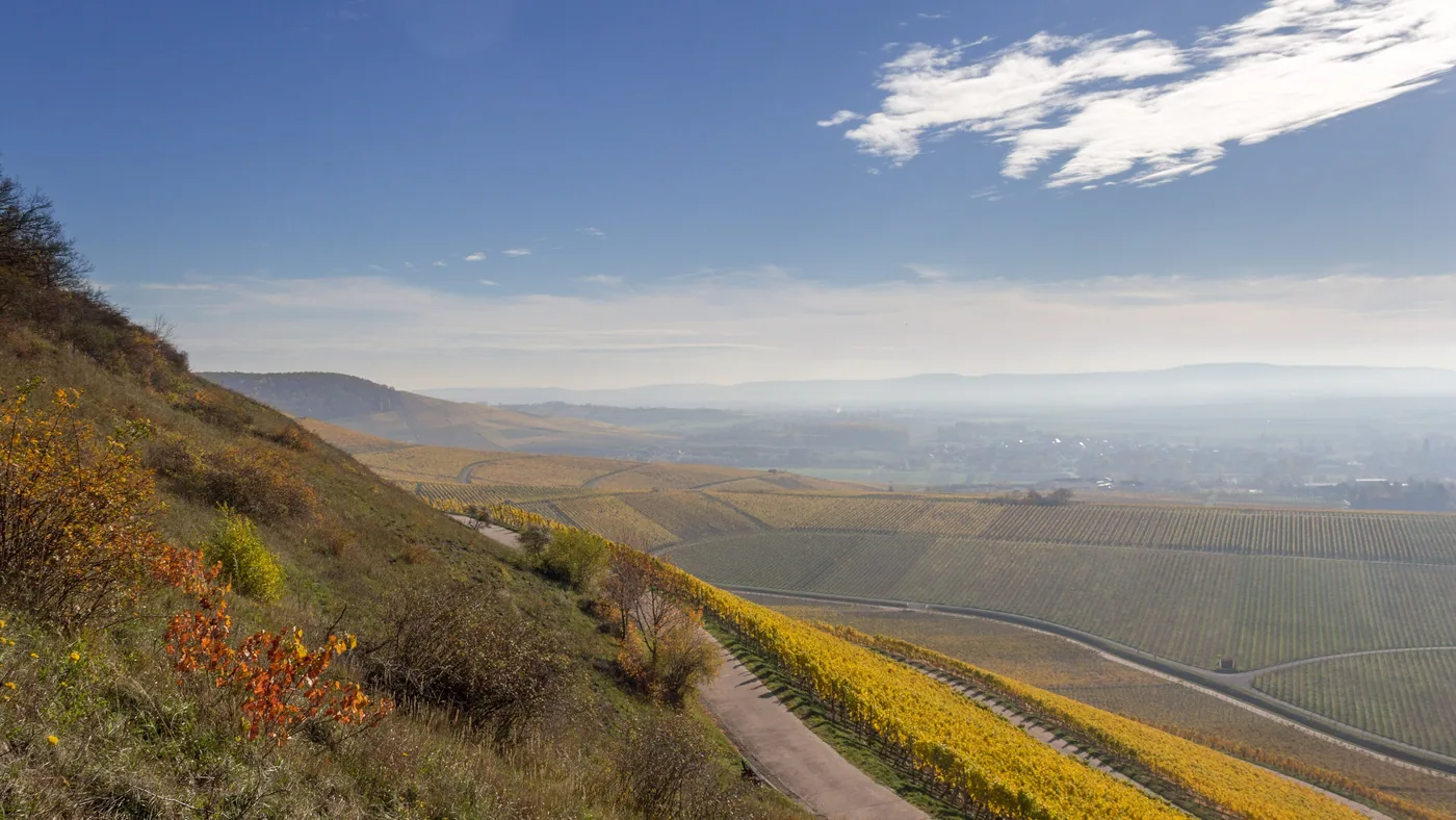 Blick vom terroir-f-Platz bei Iphofen über die Weinberge ins Tal