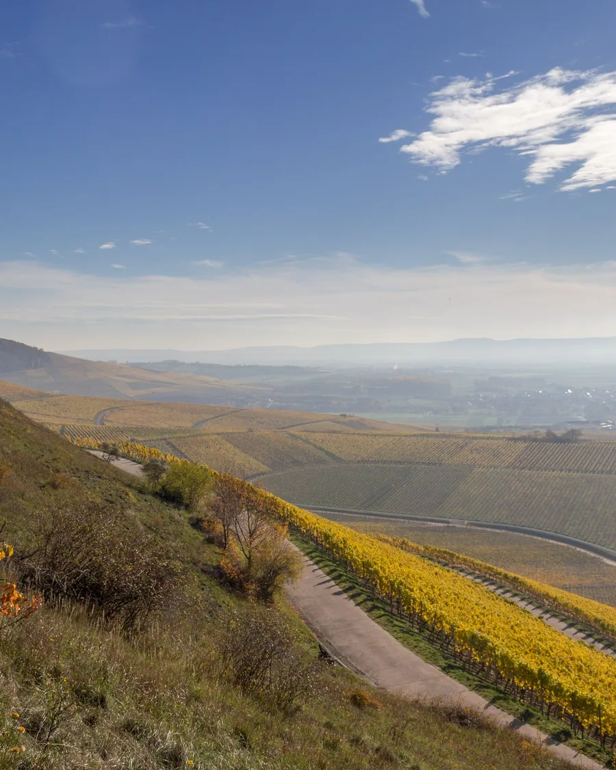 Blick vom terroir-f-Platz bei Iphofen über die Weinberge ins Tal