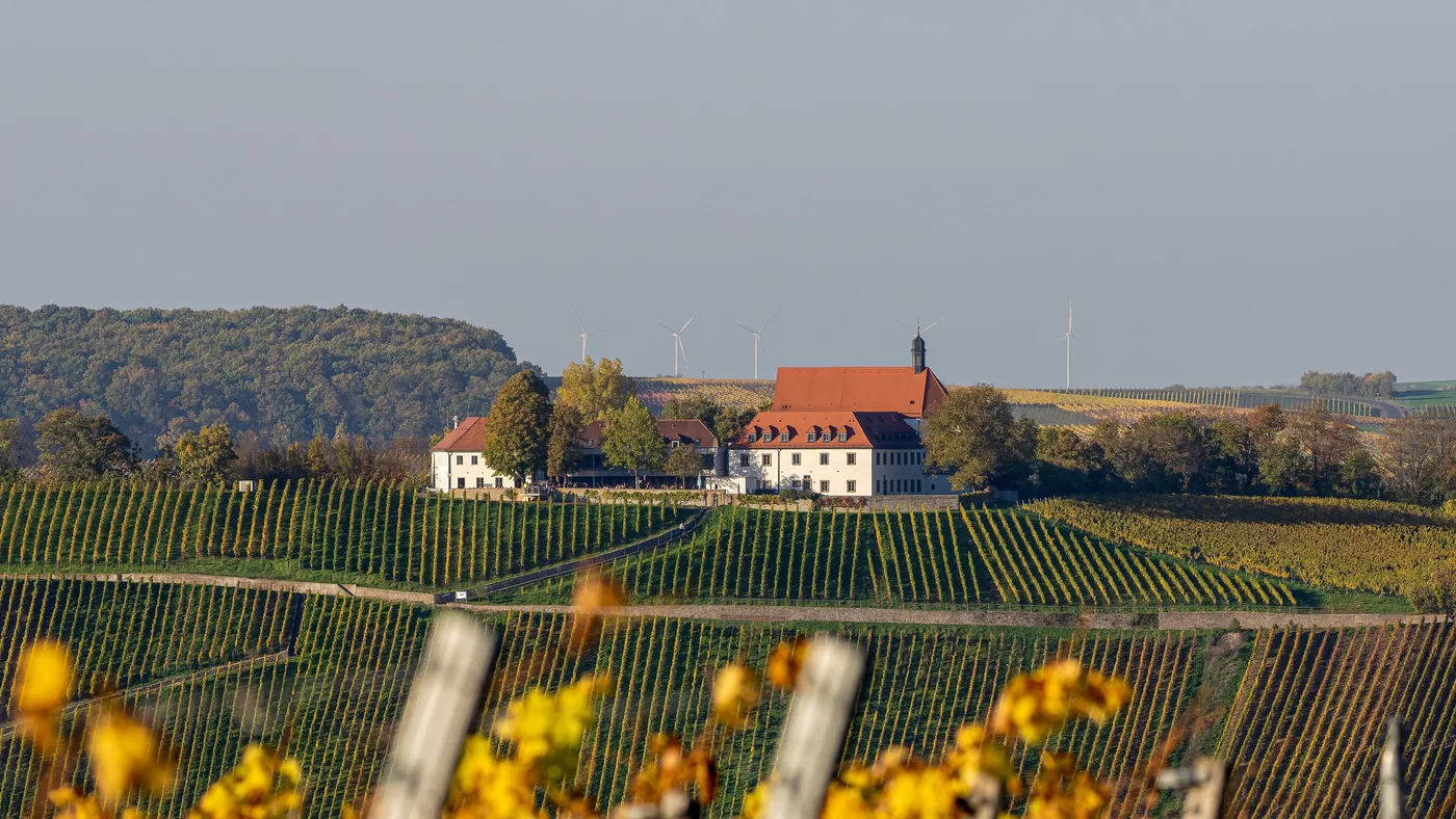 Weinberge bei Nordheim am Main, dahinter ein Hof am Waldrand