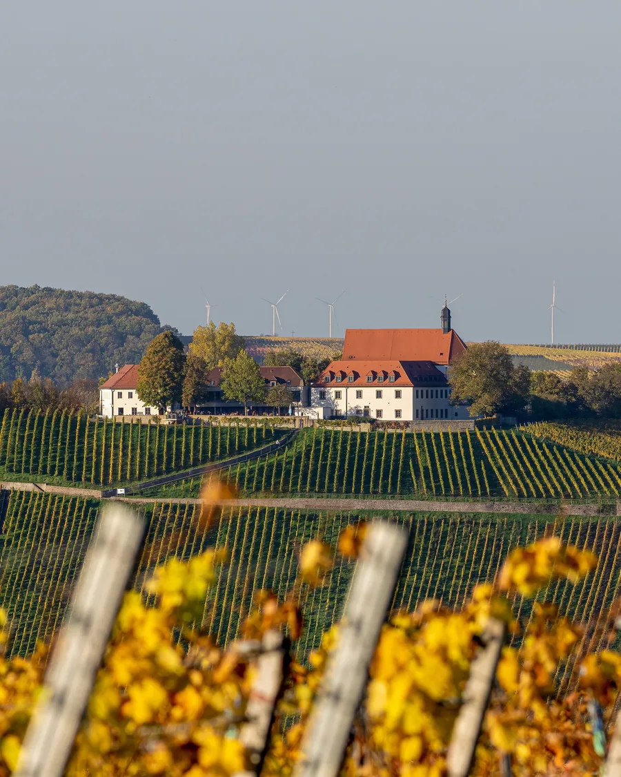 Weinberge bei Nordheim am Main, dahinter ein Hof am Waldrand