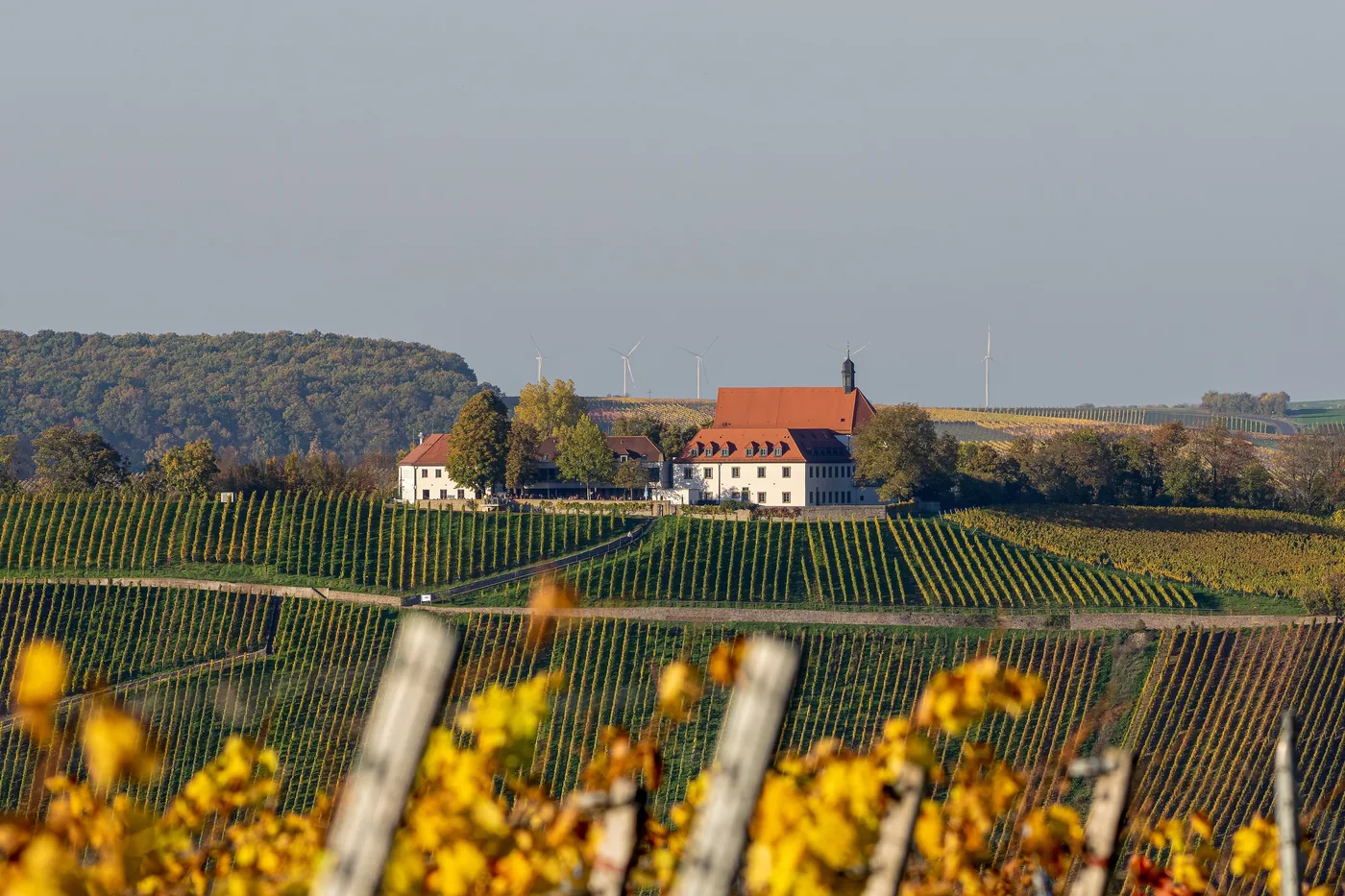 Weinberge bei Nordheim am Main, dahinter ein Hof am Waldrand